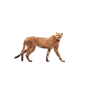 A Cheetah Gracefully Walks Across A Rural Road, Showcasing Its Elegance And Power. 16587 - Cat PNG image with transparent background